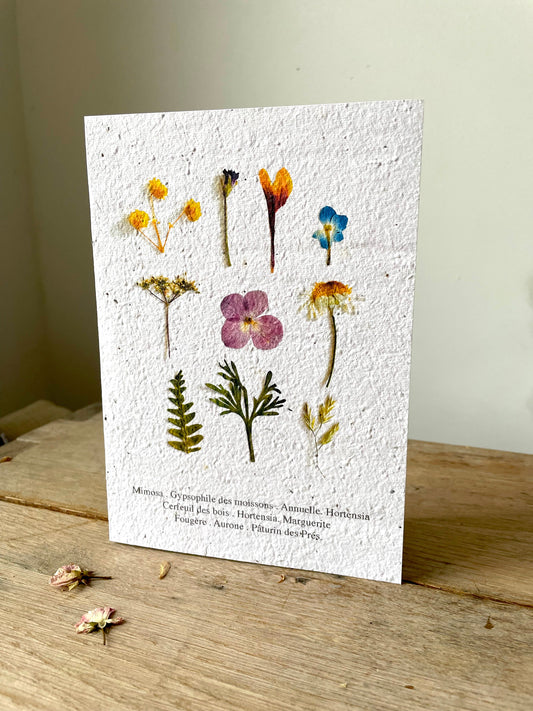 Grande carte à planter herbier