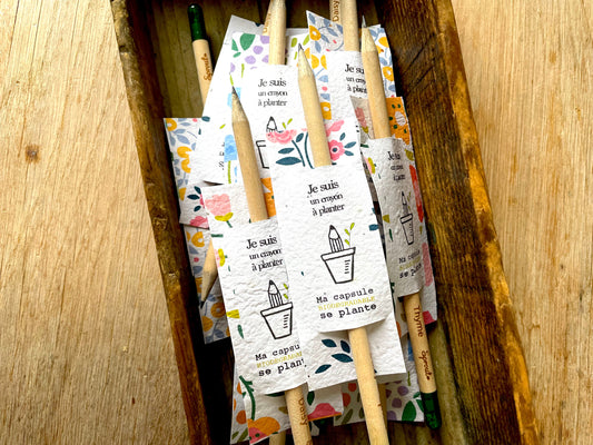 Crayon à planter Mimosa