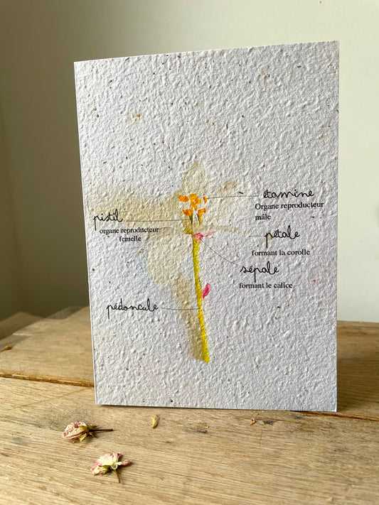 Grande carte à planter détail fleurs