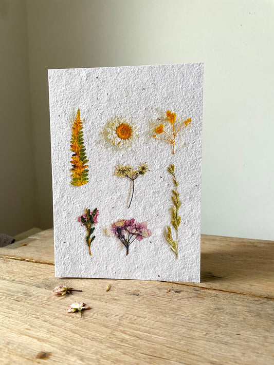 Grande carte à planter herbier