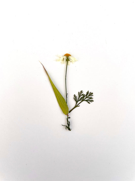Carte fleurs pressées photo