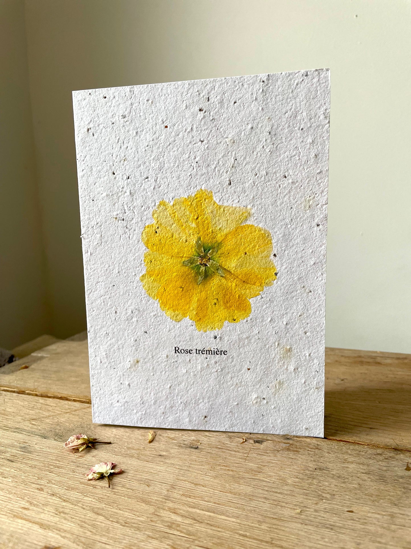 Grande carte à planter rose trémière
